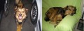 Lupo