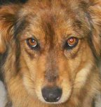cercador gossos i gats per adoptar
