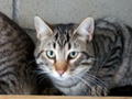 Larry