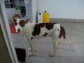 Vaca