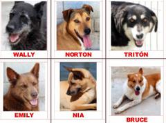 gossos acollits al CAAD Maresme