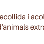 recollida i acollida d’animals extraviats(2)