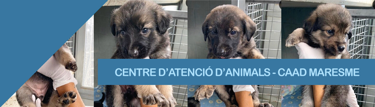 Recollida i acollida d’animals extraviats